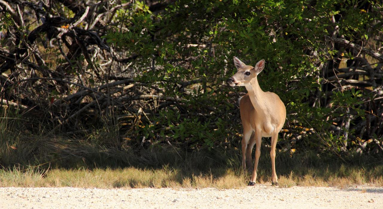 Ein geschützter Key-Weißwedelhirsch im National Key Deer Refuge auf Big Pine Key