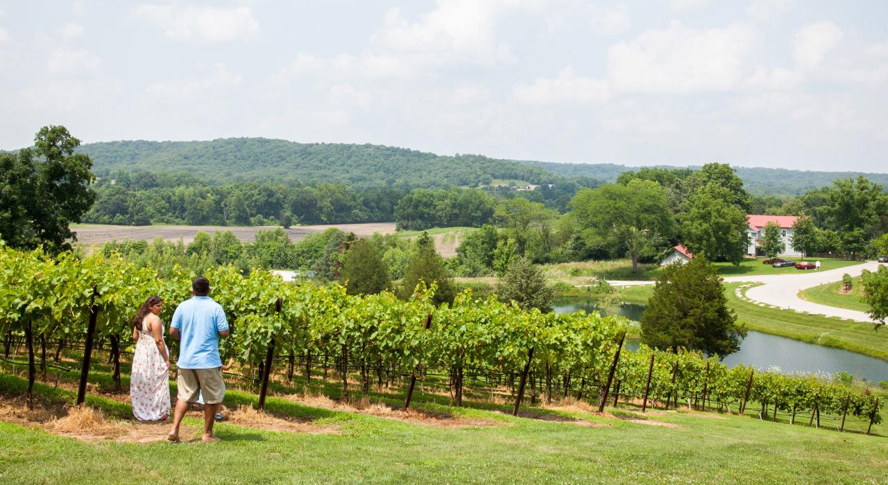 A couple walks through a vineyard in Missouri wine country