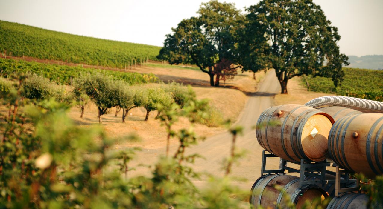 Grapevines and barrels in wine country