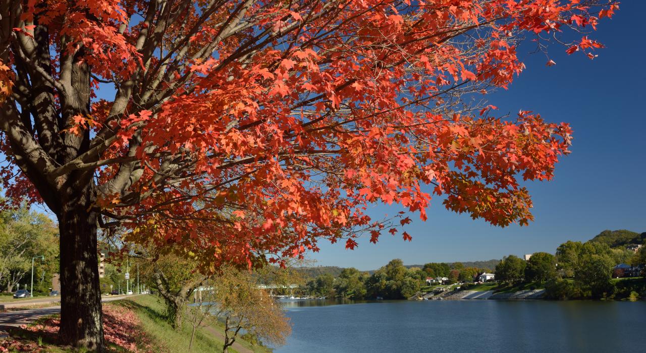 Sugar maple tree along the Kanawha River in autumn