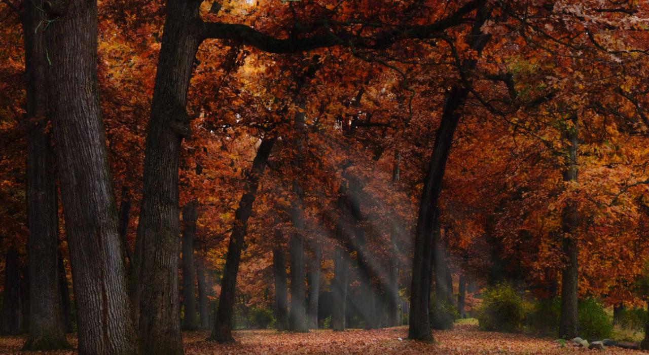 Autumn in Milham Park 