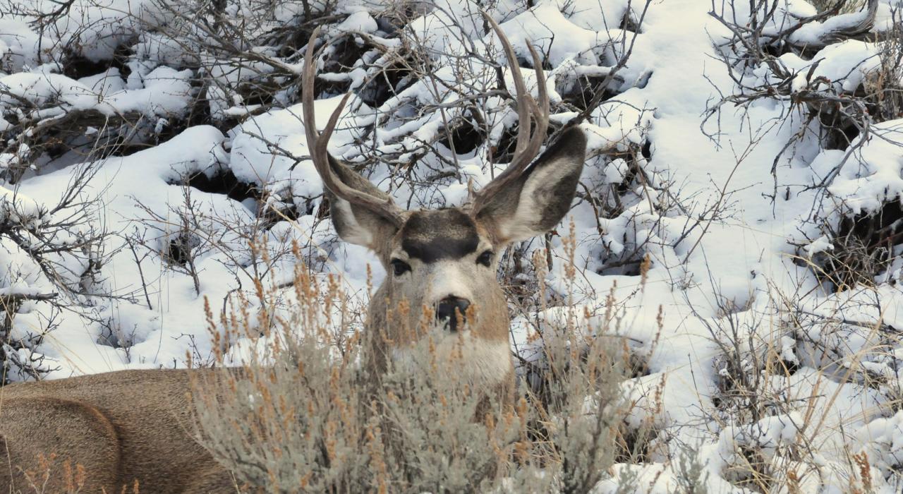 A deer camouflaged against the snowy landscape in Seedskadee National Wildlife Refuge
