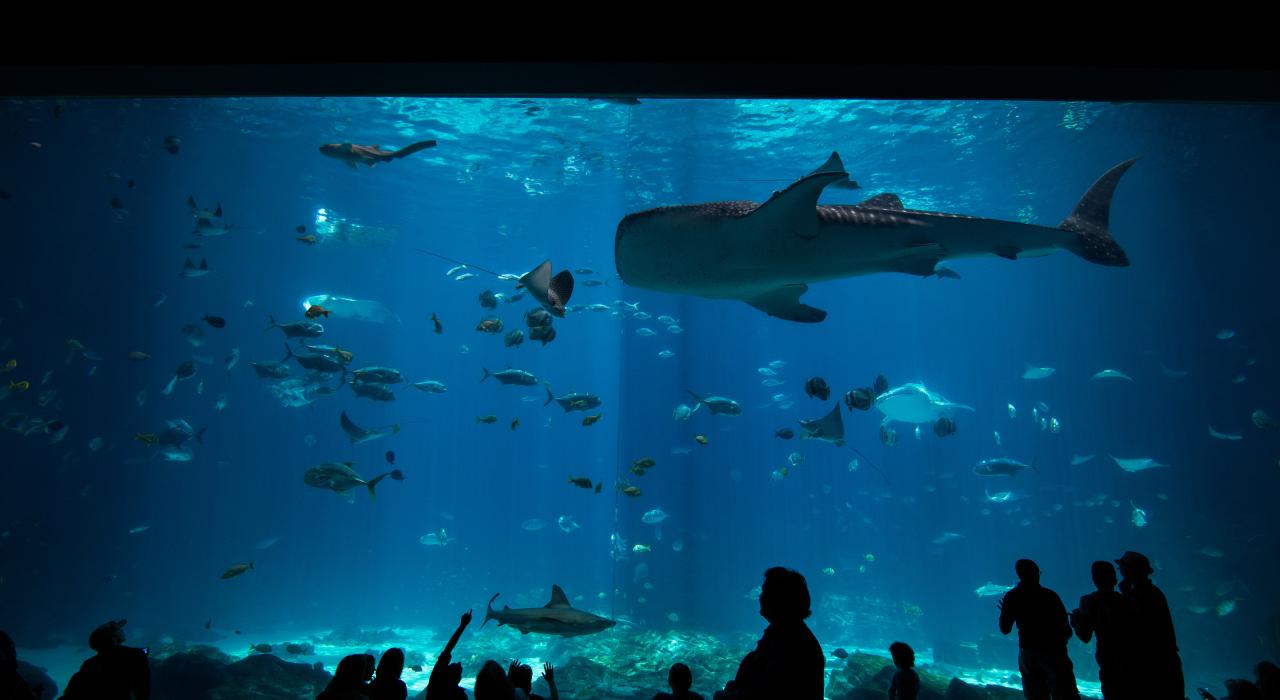 The Georgia Aquarium in Atlanta