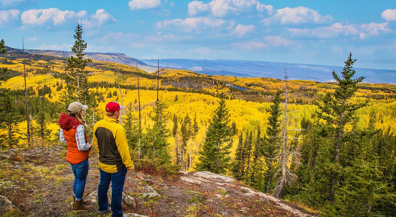 Incredible autumnal colors in Grand Mesa National Forest