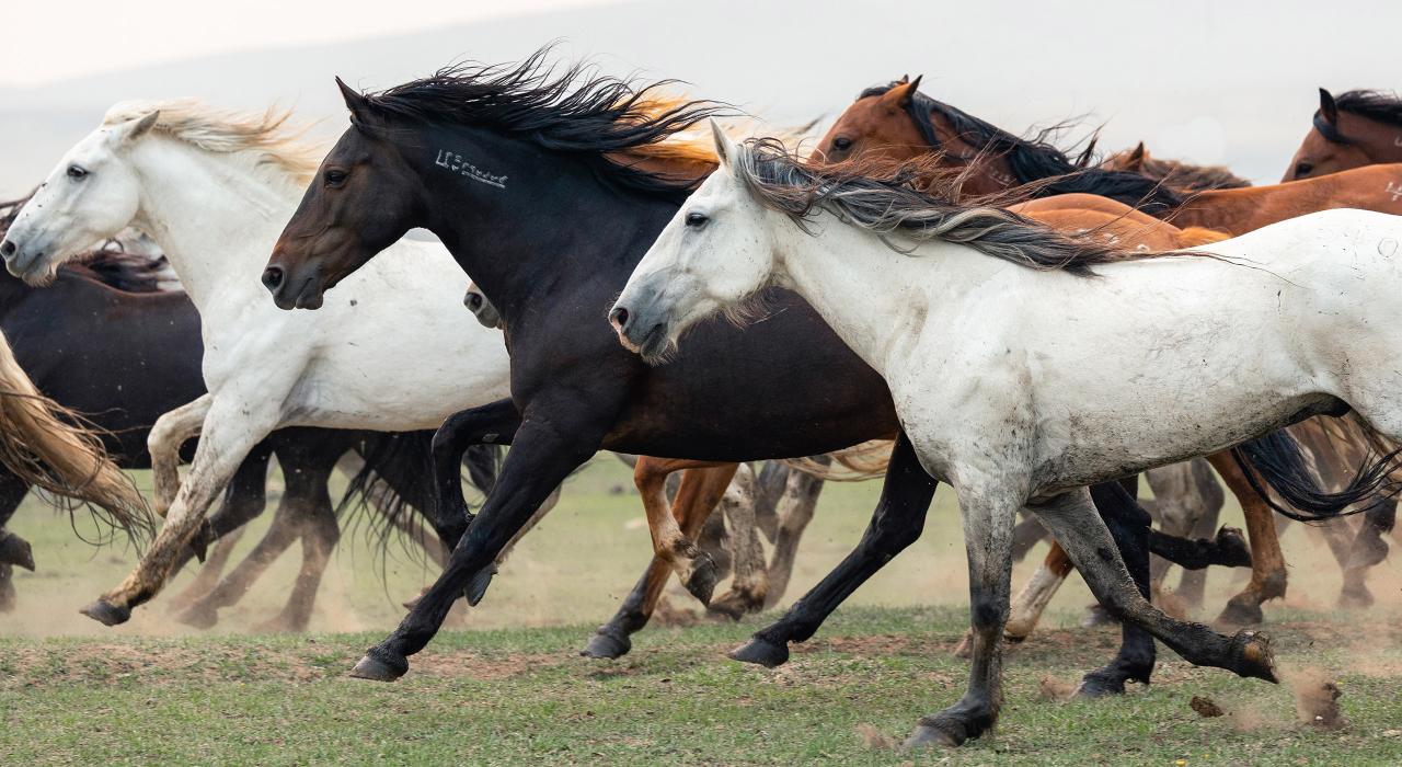 Wild mustangs at the Wind River Wild Horse Sanctuary near Lander