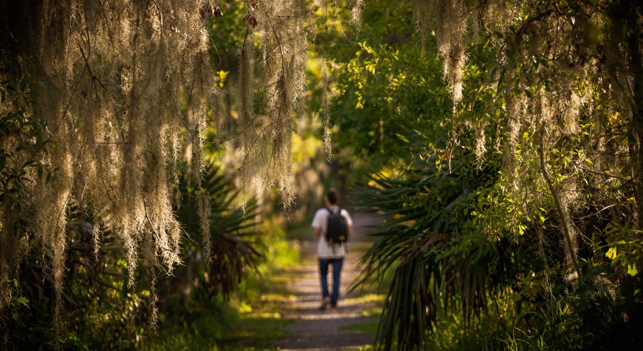 Caminando por los senderos bordeados de robles del Mandalay Nature Trail