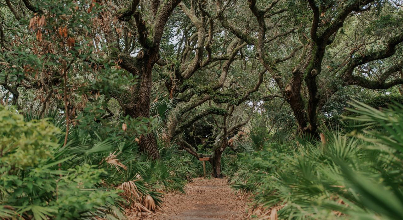Storied live oak trees line a path to the beach on Cumberland Island
